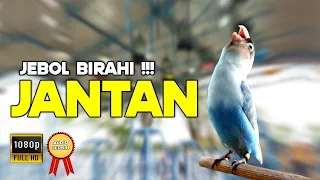 Download MASTERAN JEBOL BIRAHI + EMOSI LOVEBIRD JANTAN | @SimulasiBurung MP3