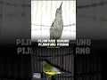Download Lagu MASTERAN MEWAH PIJANTUNG GUNUNG VS PIJANTUNG PISANG GACOR TEMBAKAN PEDAS