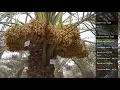 Variety classification of dates using Convolutional Neural Network CNN