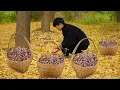 Ginkgo nuts, a fruit that smells like poop｜臭得像屎一样的果子，里面却藏着大秘密【银杏果】｜龙弟很忙
