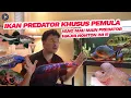 Download Lagu REKOMENDASI IKAN PREDATOR UNTUK PEMULA !!