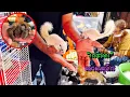 Download Lagu Update…Squirrels at Chatuchak Pet Market