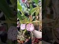 Download Lagu calathea treasure kakapo bird#beautiful #flowers #orchid #plants #garden #hobby #happy