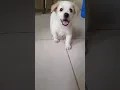 Download Lagu #happy puppy run #cute