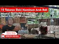Download Lagu ARAK BALI dan PERATURANNYA -  Edukasi Arak Bali (Bali Traditional Rise Spirit)
