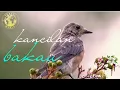 Download Lagu MASTERAN GACOR \u0026 PIKAT BURUNG KANCILAN BAKAU SUARA PANCINGAN PARK 1 | KICAU SUARA BURUNG