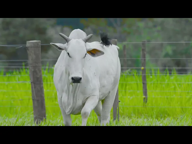 Matriz Nelore NEMJ - 4