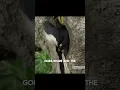 Download Lagu Why This Bird Locks Itself in a Tree! #facts #animals #birds #shorts