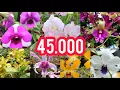 SPESIAL! Dendrobium Bunga Cantik, Tanaman Sehat - Cuma 45 Ribu!