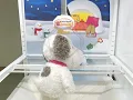 Toreba Game Win Replay