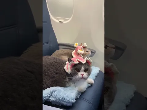 This Cat Owner Is in HUGE Trouble😲🔥😍