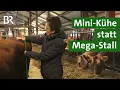 Lagu Jersey Rinder - die kleinsten Milchkühe der Welt! Das sind ihre Vorteile | Unser Land | BR
