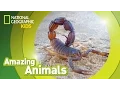 Download Lagu Scorpion | Amazing Animals