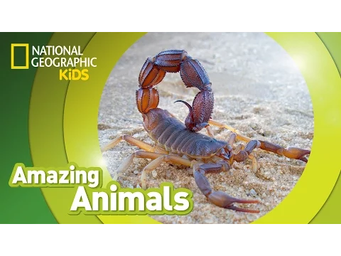 Download MP3 Scorpion | Amazing Animals