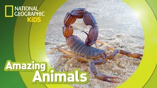 Scorpion Amazing Animals Nat Geo Kids