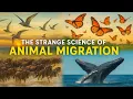 What Drives AMAZING Animal Migration Patterns The Strange Science of Animal Migration Explained