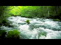 Download Lagu Green Stream Flowing in Aomori Forest. Nature Sounds, Forest River Sound, White Noise for Sleeping.