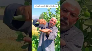 لو بتعاني من البهاق والفطريات      يبقي الوصفة دي ليك انت اسمع   اكسبلور  البهاق دندنها