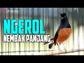 Lagu MASTERAN MURAI GACOR FUL MATERI NGEROL NEMBAK PANJANG