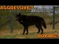 The TRUTH about owning a WOLF DOG Blue Bay Shepherd - One Year Puppy Update