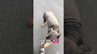 #Fyp #dream #pets #doberman