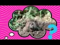 What s the Difference Between Gophers and Groundhogs