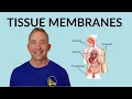 Understanding Tissue Membranes Mucous Serous Cutaneous Synovial