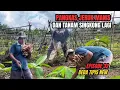 Download Lagu Pangkas jeruk manis panen terong dan tanam singkong lagi masak dikebun