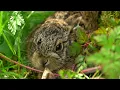 Download Lagu Hare Raises Baby Leveret in My Back Garden | Discover Wildlife | Robert E Fuller