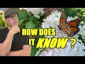 The Impossible Journey of the Monarch Butterfly - Anomalies of Nature