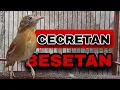 Download Lagu PANCINGAN JENGGOT MINI GACORR