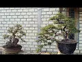Download Lagu Cek harga bonsai jadi sampai bahan,fuull stok 0852 3238 7806 gilang bonsai