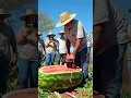 Download Lagu Agronomy students learn watermelon cutting technique with chainsaw #farm #harvest #chainsaw #fruit