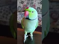 Download Lagu Mobile wala fever🤒 #parrot talking saying Mummy mujhe bukhar ho gya😜 cute #mitthu