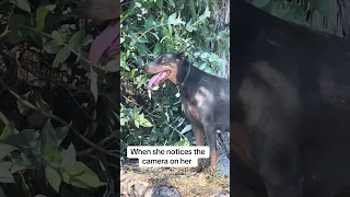 Good morning.. #dream #fyp #pets #doberman #fypシ