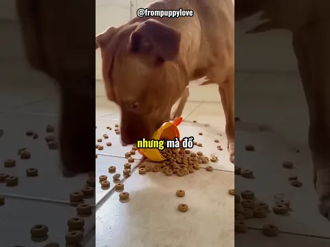 Đồ ăn nằm bên trong món đồ chơi 😂 @frompuppylove
