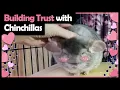 HOW TO TAME A CHINCHILLA THIS METHOD REALLY WORKS This is How I Bonded with My New Chinchilla
