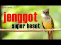 Download Lagu CUCAK JENGGOT GACOR SUPER BESET