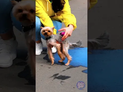 A GENIUS NEW WAY TO WASH YOUR DOGβS PAWS AND TRIM ITS NAILS! πΎπ