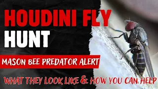 mason bee predator alert houdini fly how to spot stop and hunt them 