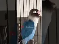 Download Lagu pancingan lovebird ngekek panjang #birds #lovebirds #lovebirdngekekpanjang