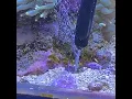 Majano Wand Majano and Aiptasia Remover MINI - Video 3 of 1