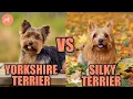 Yorkshire Terrier vs Silky Terrier What s the Differences