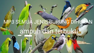 suara mp3 burung ribut untuk mikat dihutan terbukti keampuhannya