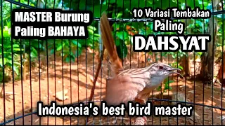 10 variasi tembakan burung cigun paling di cari indonesias best bird master