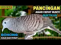Download Lagu Perkutut Lokal Gacor Suara Paling Ampuh Untuk Pancingan Burung Perkutut Agar Bunyi