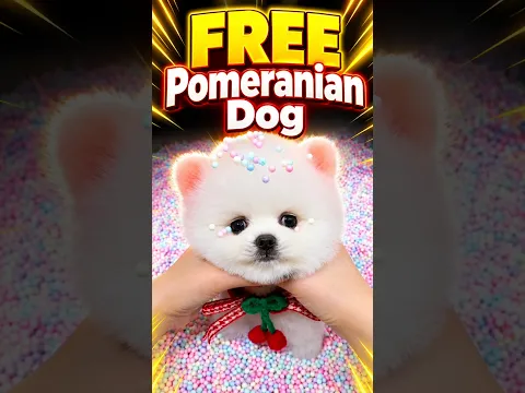 Free Pomeranian Dog | Cute puppy viral shorts video #shorts #trending #youtubeshorts #shortsfeed