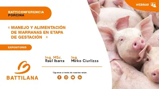 BATTICONFERENCIA PORCINA - Manejo y alimentación de marranas en etapa de Gestación
