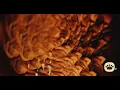 The Black Keys - It's A Dream (Official Visualizer)