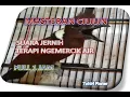 Download Lagu Masteran Cililin Combinasi Gemercik Air Mengalir